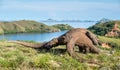 The Fighting of Komodo dragons Royalty Free Stock Photo