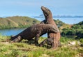 The Fighting Komodo dragons Royalty Free Stock Photo