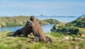 The Fighting of Komodo dragons Varanus komodoensis for domination.