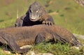 The Fighting Komodo dragons