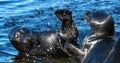 Fighting Ladoga ringed seals. Blue water background. Scientific name: Pusa hispida ladogensis. The Ladoga seal in a natural