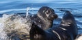 Fighting Ladoga ringed seals. Blue water background.