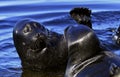 Fighting Ladoga ringed seals. Blue water background.