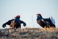 Fighting lekking Black Grouses. Birkhuhn, black grouse (Tetrao tetrix), blackgame (Lyrurus tetrix). Close up Portrait of a lekking Royalty Free Stock Photo