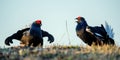 Fighting lekking Black Grouses. Birkhuhn, black grouse (Tetrao tetrix), blackgame (Lyrurus tetrix). Close up Portrait of a lekking Royalty Free Stock Photo