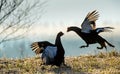 Fighting lekking Black Grouses. Sunrise Birkhuhn, black grouse (Tetrao tetrix), blackgame (Lyrurus tetrix). Royalty Free Stock Photo