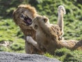 Fighting lions Royalty Free Stock Photo