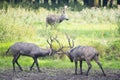 Fighting male elaphure Royalty Free Stock Photo