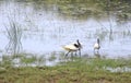 Fighting males of Black-headed Ibis