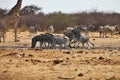 Fighting males Damara zebras and giraffes at the waterhole, Etosha, Namibia Royalty Free Stock Photo