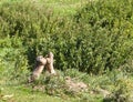 Fighting Marmots Royalty Free Stock Photo
