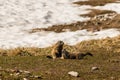 Fighting marmots Royalty Free Stock Photo