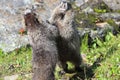 Fighting marmots Royalty Free Stock Photo