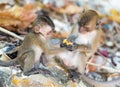 Fighting monkey cubs at the Monkey Beach of Phi Phi Island Royalty Free Stock Photo
