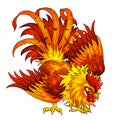 Fighting orange-red rooster on white