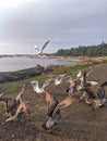 Bird fight Royalty Free Stock Photo