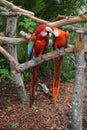 Fighting parrots at the Butterfly World, Florida Royalty Free Stock Photo