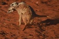 Fighting and playing meerkat suricata suricatta Royalty Free Stock Photo