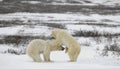 Fighting polar bears.