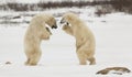 Fighting Polar Bears