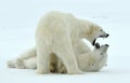 Fighting Polar bears (Ursus maritimus ) on the snow.