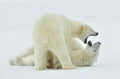 Fighting Polar bears (Ursus maritimus ) on the snow.