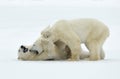 Fighting Polar bears (Ursus maritimus ) on the snow.