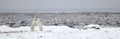 Fighting Polar bears (Ursus maritimus ) on the snow.