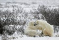 Fighting Polar bears (Ursus maritimus ) on the snow