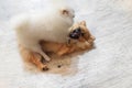 Fighting pomeranian dogs or dwarf spitz on the floor Royalty Free Stock Photo