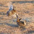 Fighting Prairie Chickens