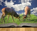 Fighting red deer stags in pages of magic book Royalty Free Stock Photo