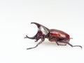 Fighting or rhinoceros beetle isolated on white background Royalty Free Stock Photo