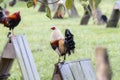 Fighting Roosters Tethered to the Enclosures at a Farm in Jalisco, Mexico Royalty Free Stock Photo