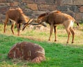 Fighting Sable antelope Royalty Free Stock Photo