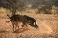 Fighting sable antelopes