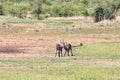 Fighting sable antelopes Royalty Free Stock Photo