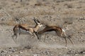 Fighting Springbok Royalty Free Stock Photo