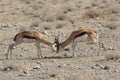 Fighting Springbok Royalty Free Stock Photo