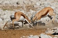 Fighting springbok antelopes Royalty Free Stock Photo