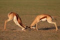 Fighting Springbok antelopes Royalty Free Stock Photo