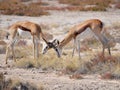 Fighting springbok Royalty Free Stock Photo