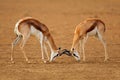 Fighting springbok - Kalahari desert Royalty Free Stock Photo