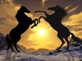 Fighting stallions