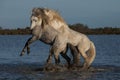 Fighting stallions Royalty Free Stock Photo