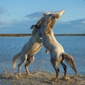 Fighting stallions Royalty Free Stock Photo