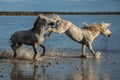 Fighting stallions Royalty Free Stock Photo