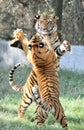 Fighting tigers Royalty Free Stock Photo