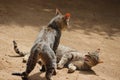 Fighting by two angry cats on ground Royalty Free Stock Photo