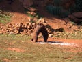 Fighting two brown bears